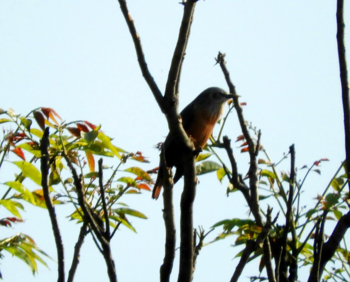 Chestnut-tailed Starling - ML144634181