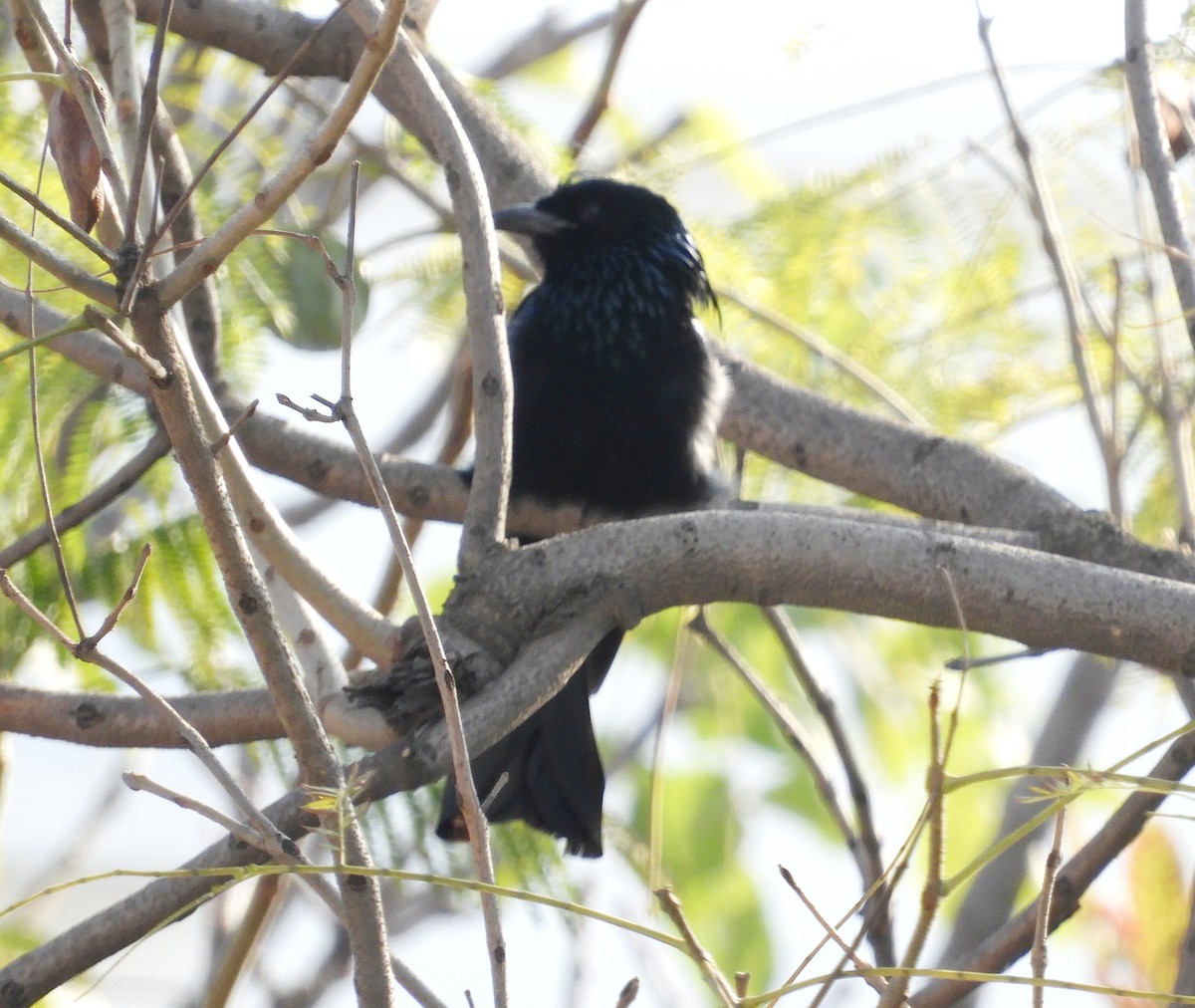 Hair-crested Drongo - ML144634781