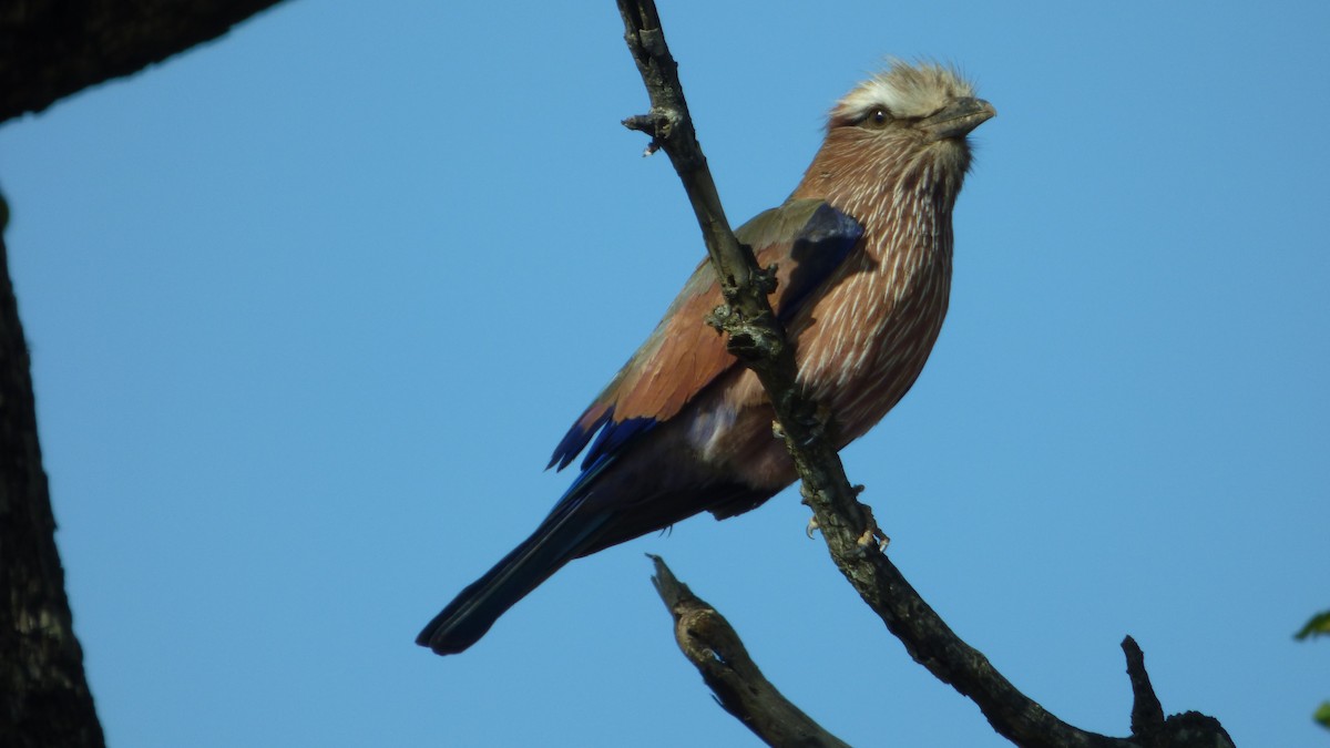 Rufous-crowned Roller - Bill Crins