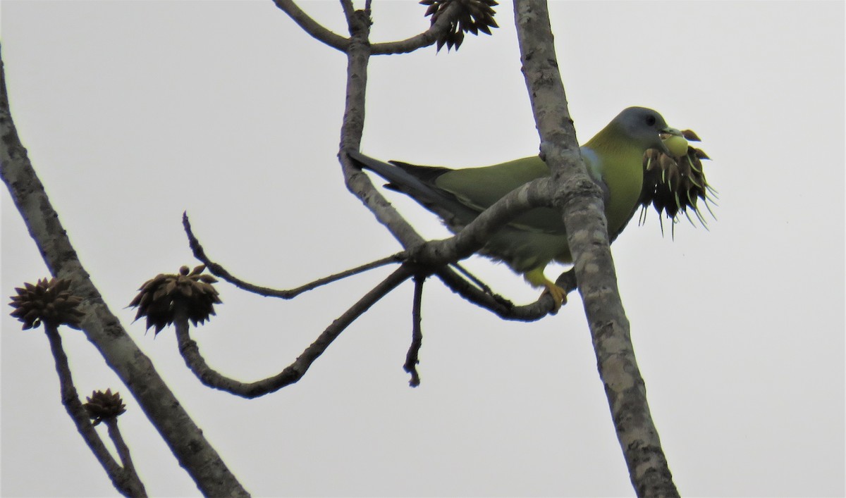 Yellow-footed Green-Pigeon - ML144637071