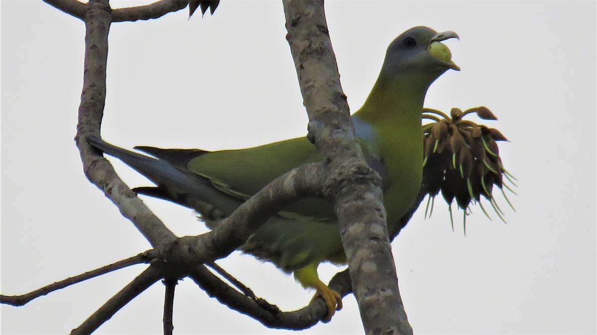 Yellow-footed Green-Pigeon - ML144637081