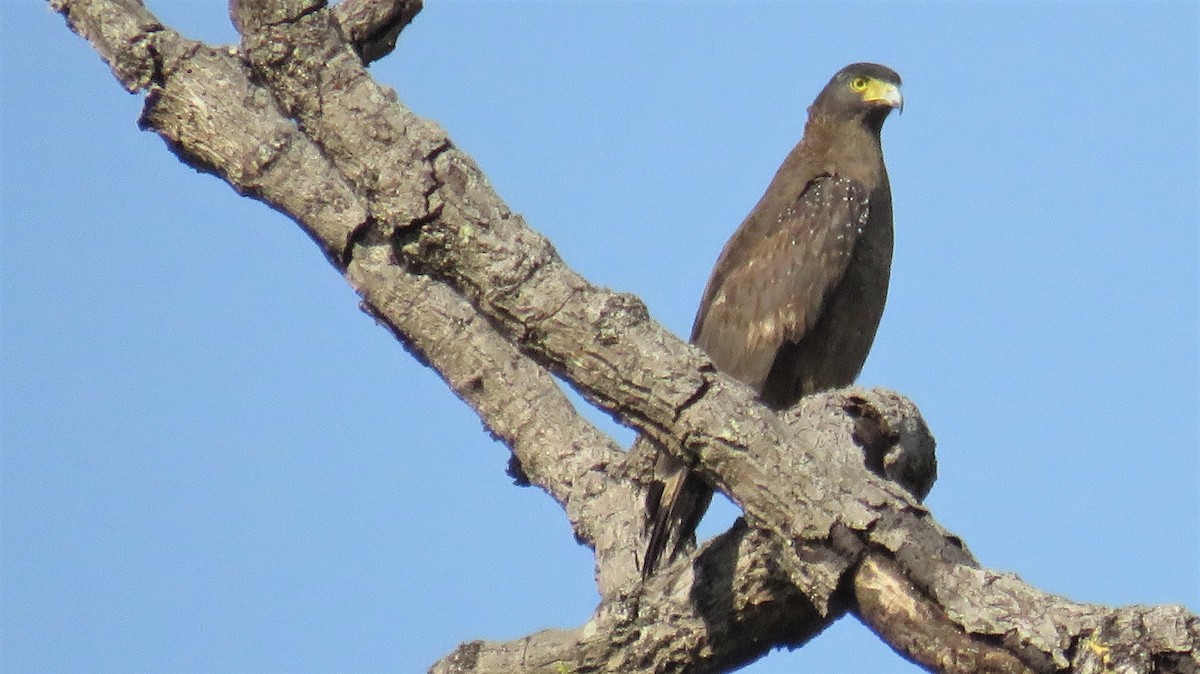 Crested Serpent-Eagle - ML144637461