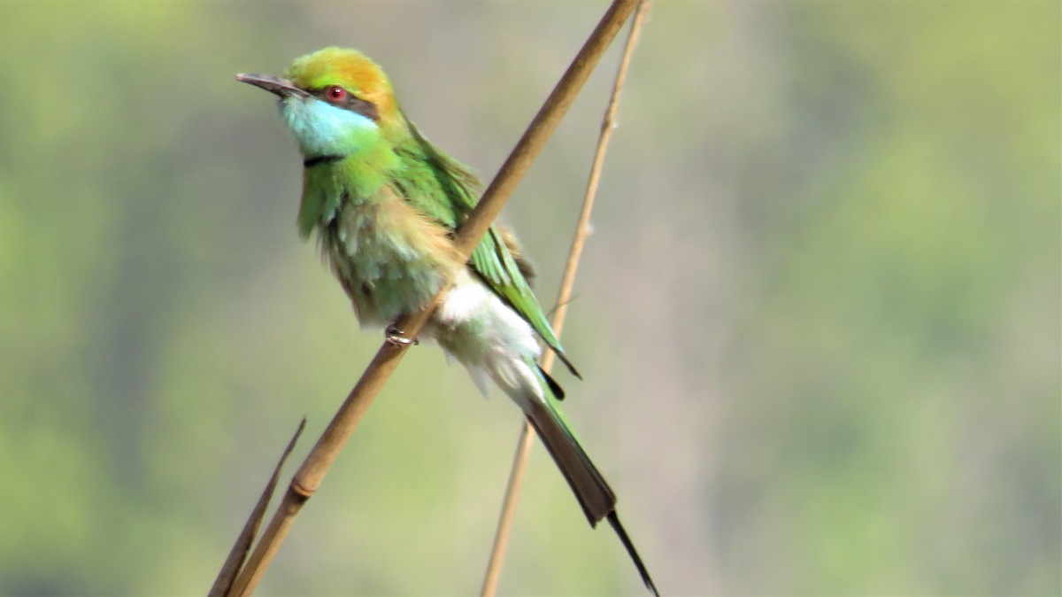 Asian Green Bee-eater - ML144637491