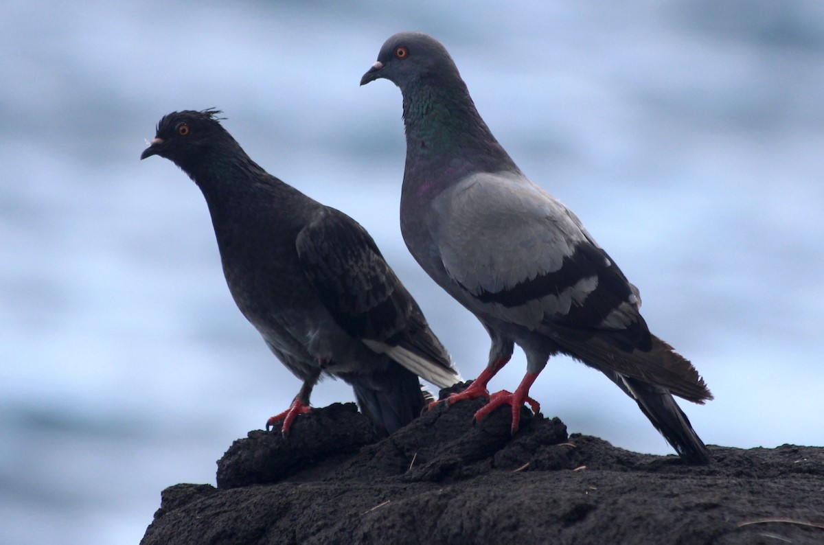 Rock Pigeon (Feral Pigeon) - Manuel Schwarz