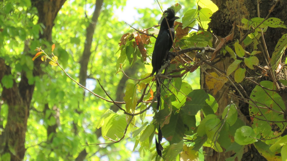 Greater Racket-tailed Drongo - ML144637531