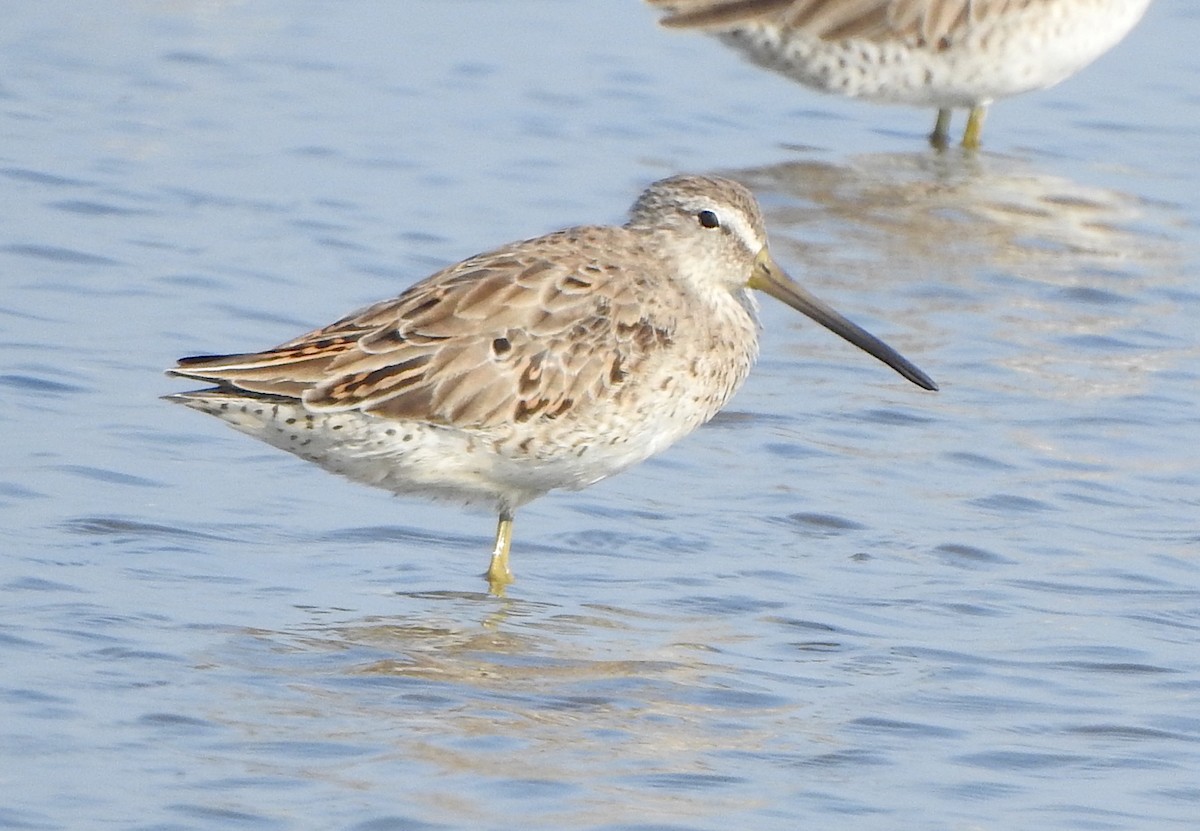 Short-billed Dowitcher - Ad Konings