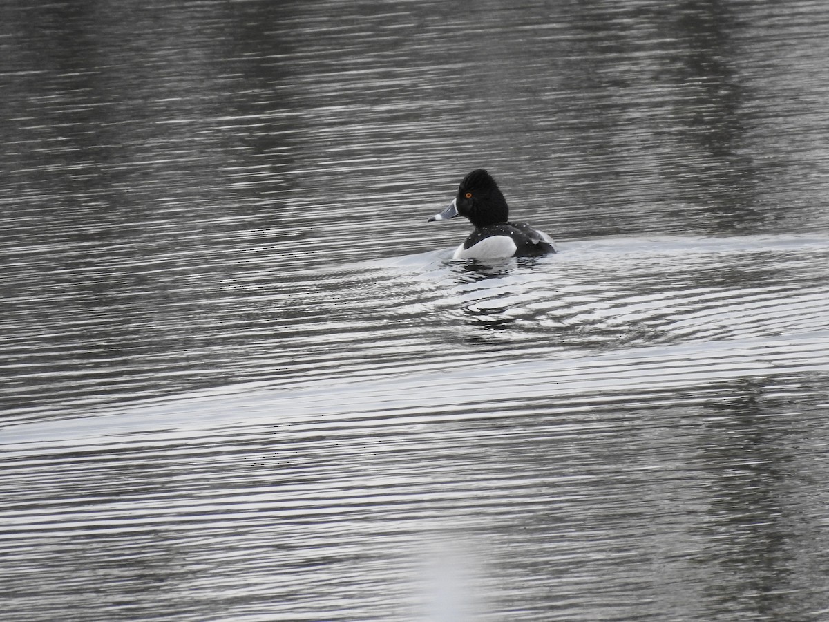 Ring-necked Duck - Kevin Long