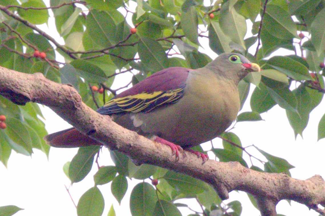 Thick-billed Green-Pigeon - ML144645581