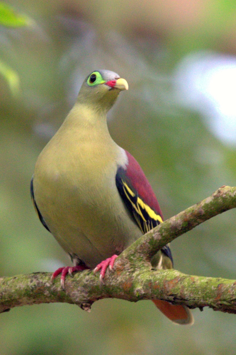 Thick-billed Green-Pigeon - ML144645591