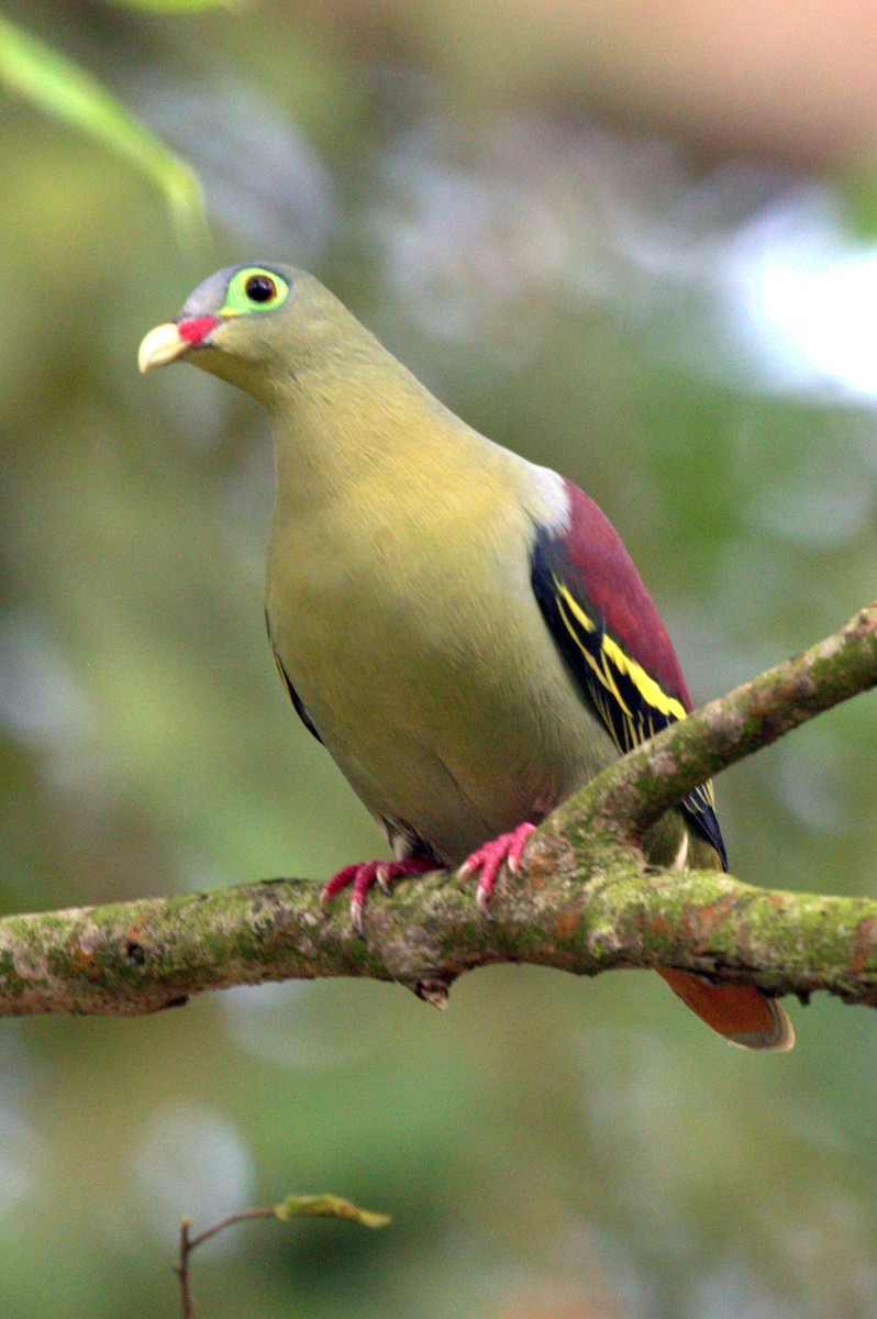 Thick-billed Green-Pigeon - ML144645601