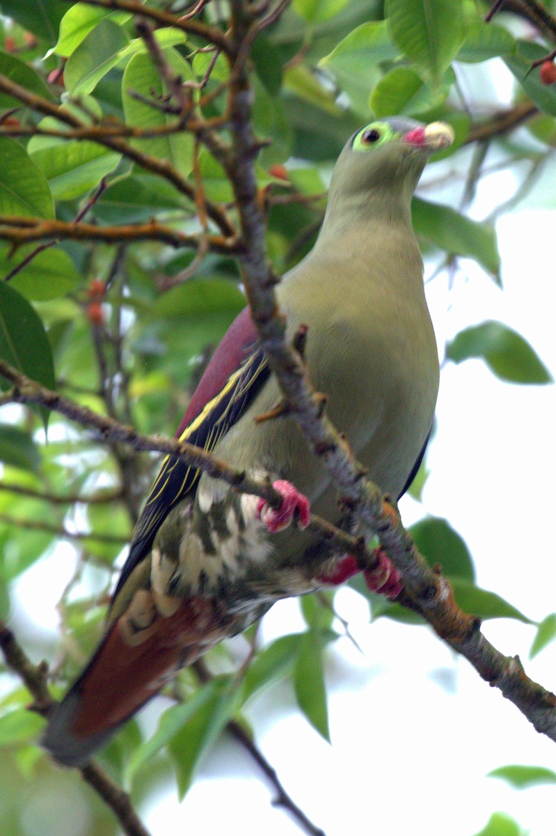 Thick-billed Green-Pigeon - ML144645611