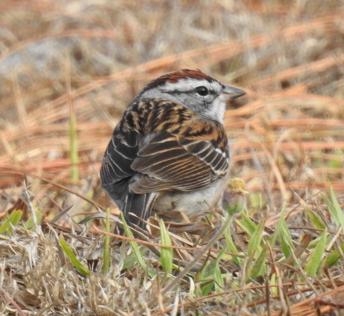 Chipping Sparrow - ML144646321
