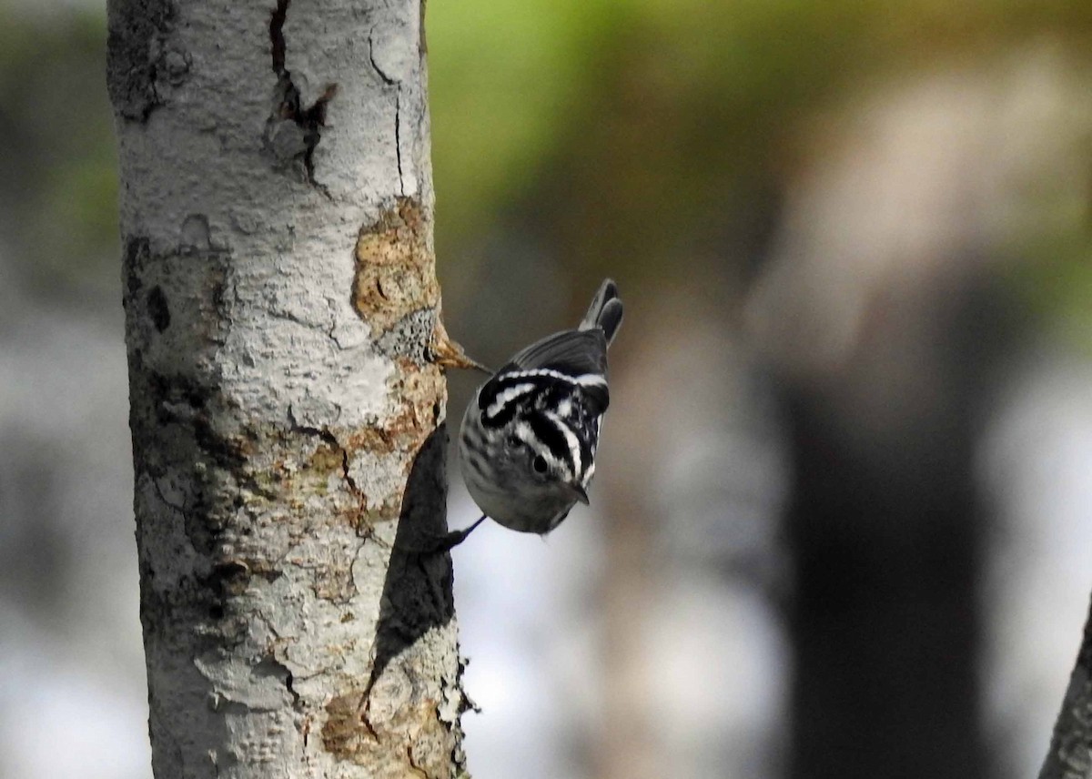 Black-and-white Warbler - ML144646881