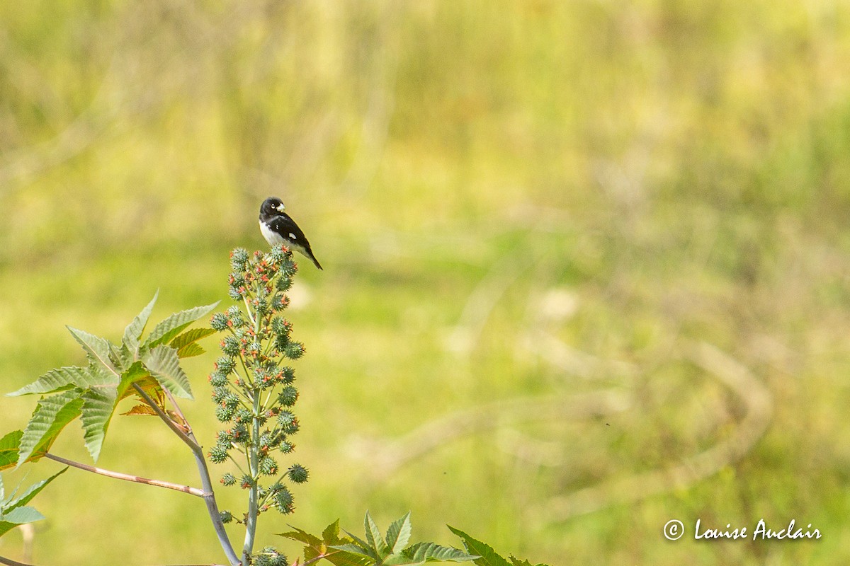 Black-and-white Seedeater - Louise Auclair