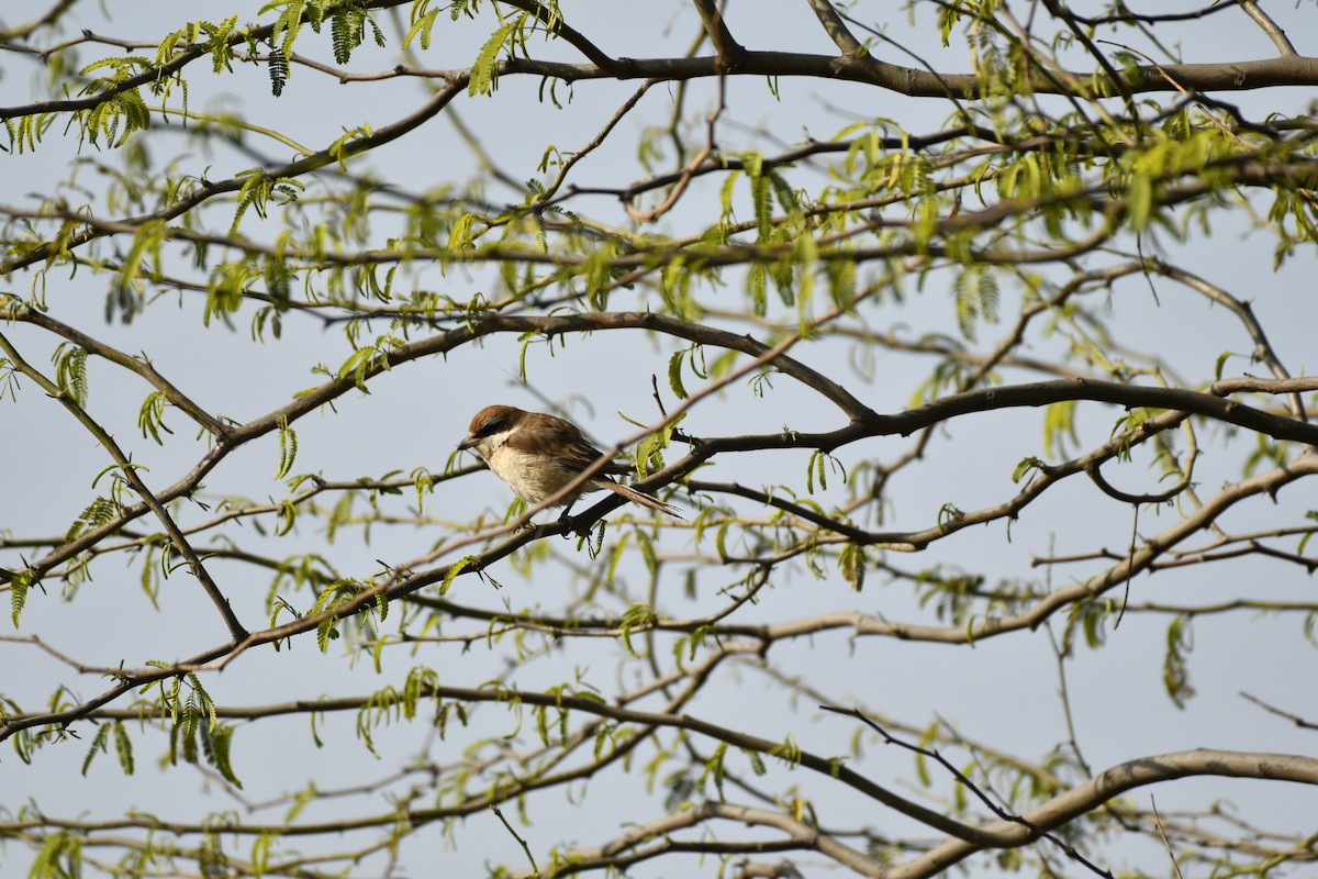 Brown Shrike - Nipun Sohanlal