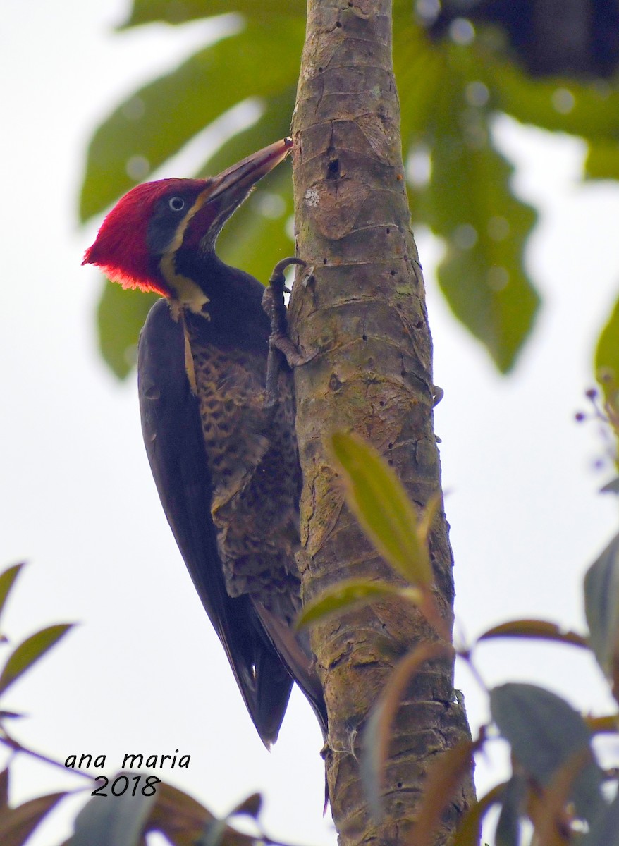Lineated Woodpecker - Ana Arauz