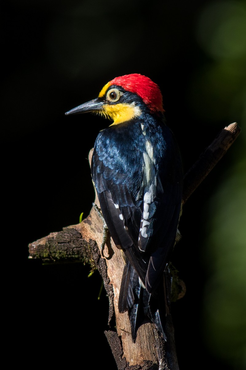 Yellow-fronted Woodpecker - ML144650471