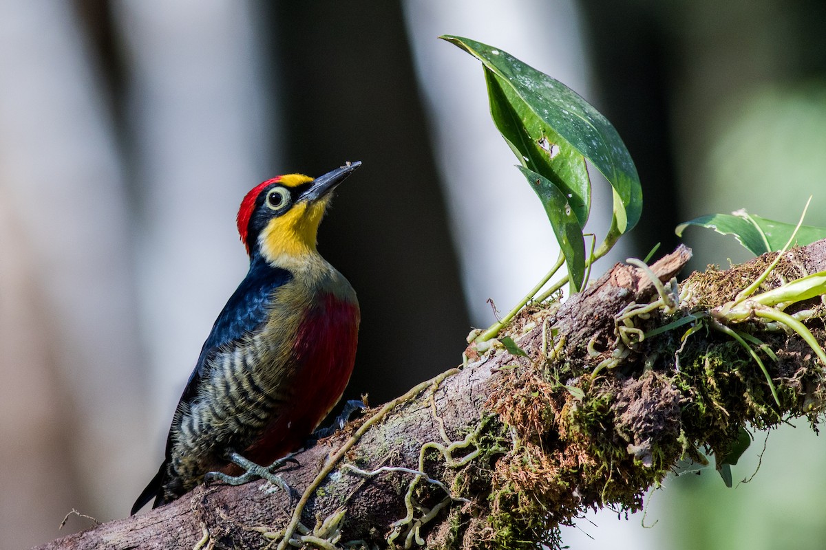 Yellow-fronted Woodpecker - ML144650501