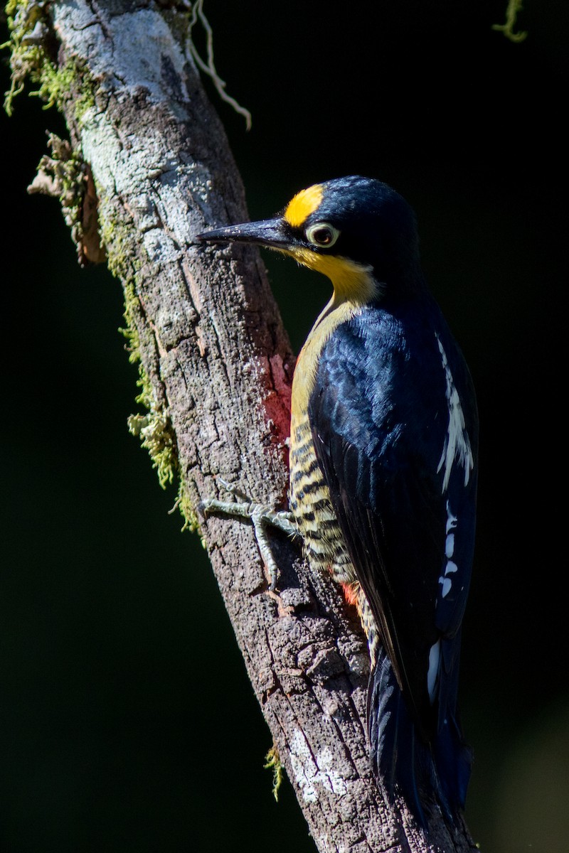 Yellow-fronted Woodpecker - ML144650511