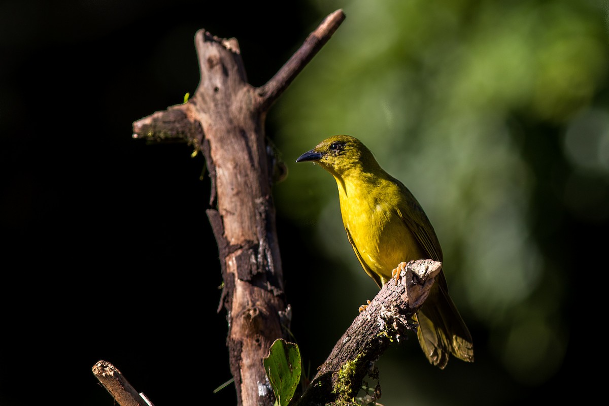 Olive-green Tanager - ML144651161