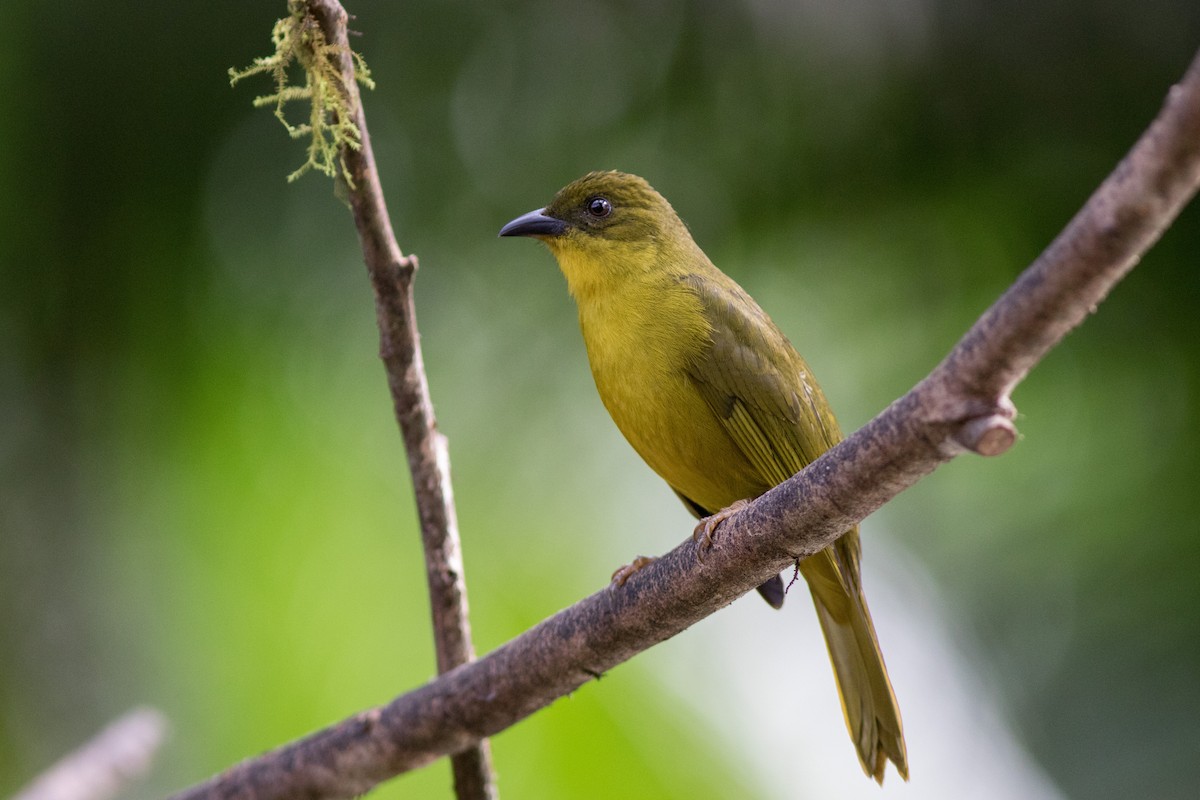 Olive-green Tanager - ML144651191