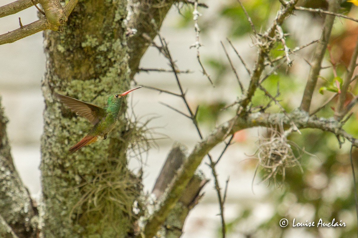 Rufous-tailed Hummingbird - ML144651881