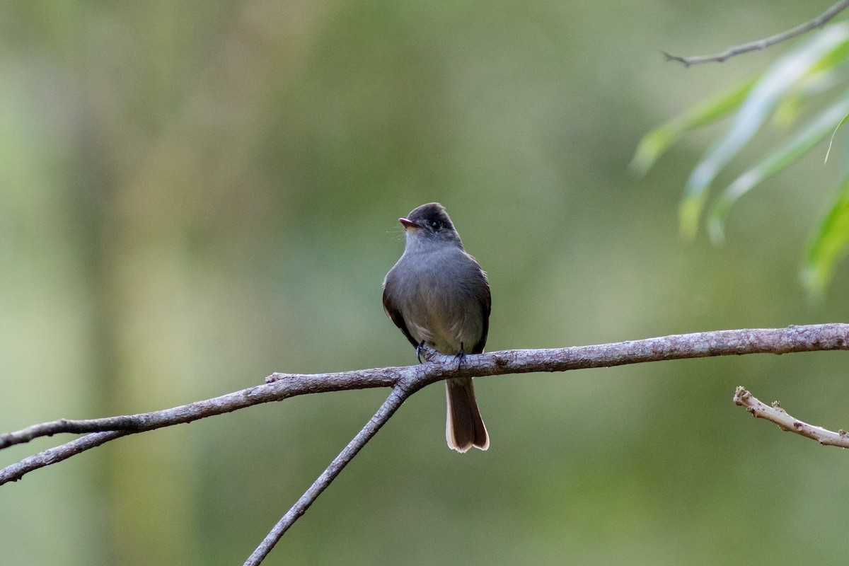 Southern Tropical Pewee - ML144652081