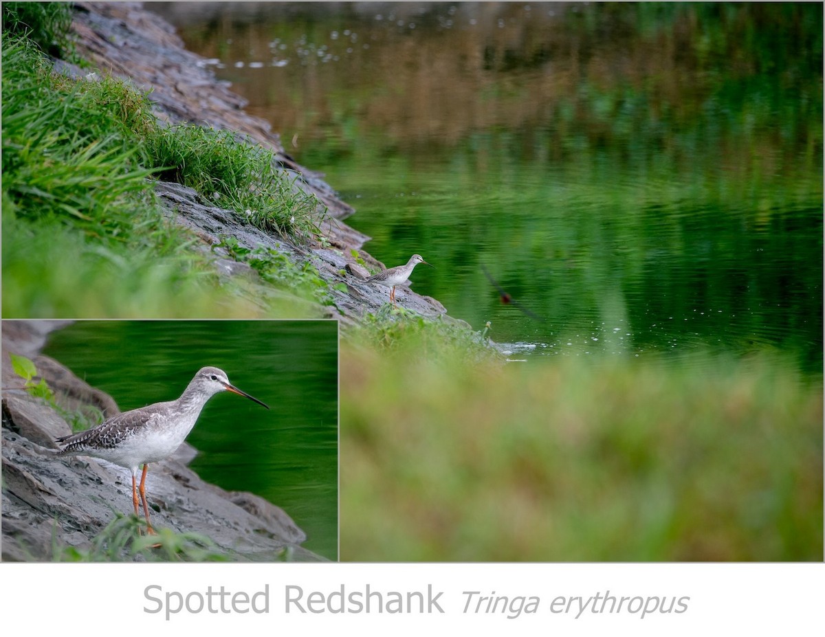Spotted Redshank - Stanley T Shao