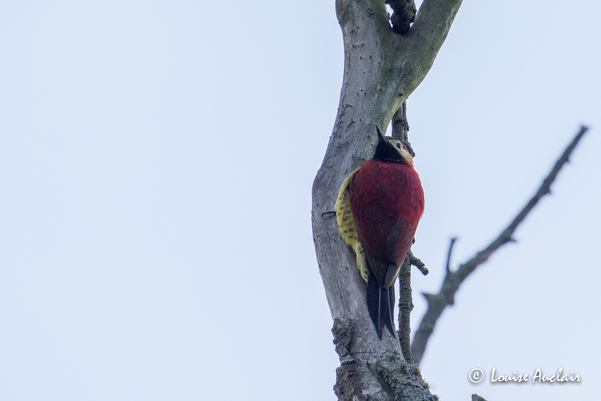Crimson-mantled Woodpecker - ML144653701