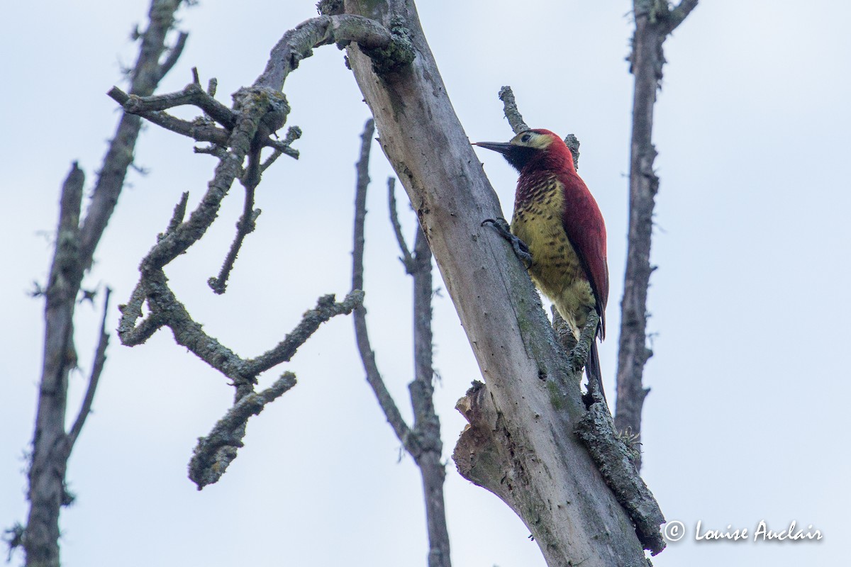 Crimson-mantled Woodpecker - Louise Auclair