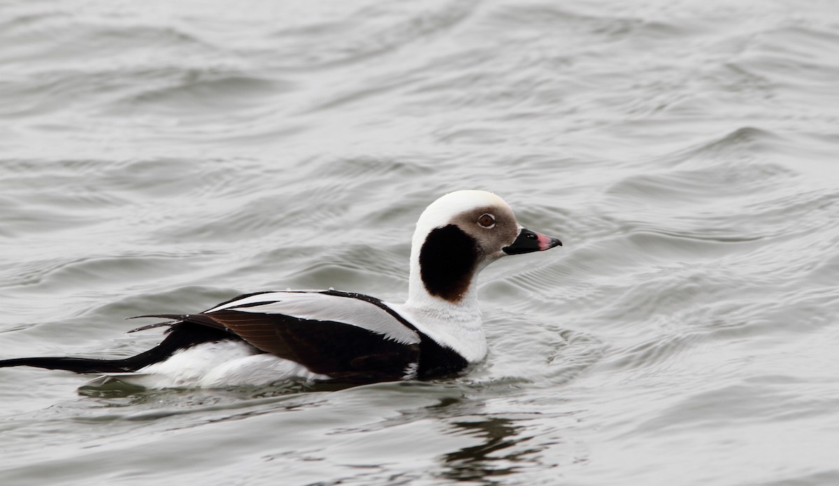 Long-tailed Duck - ML144654431