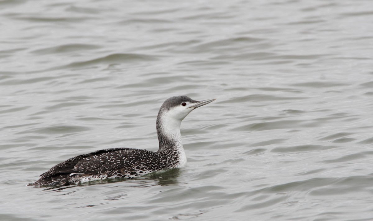 Red-throated Loon - ML144655121