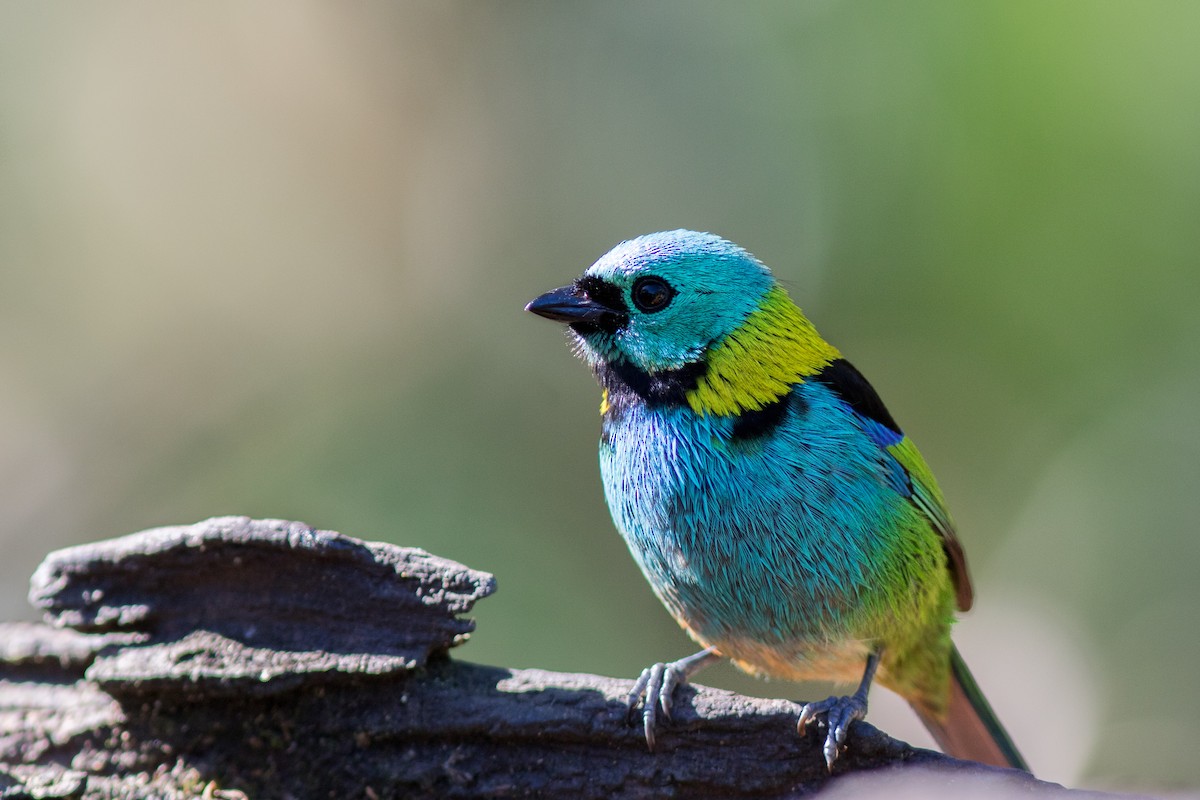 Green-headed Tanager - ML144655291