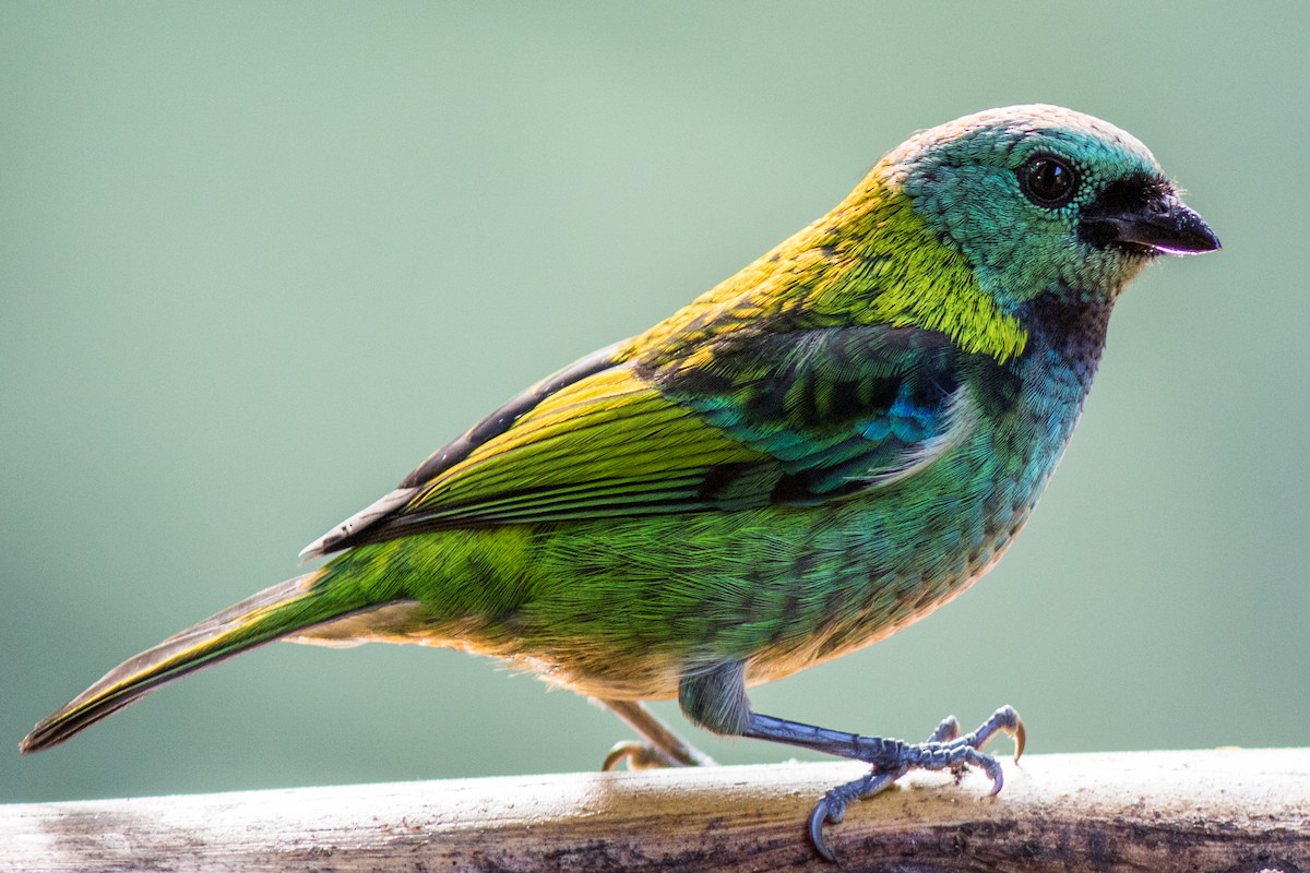 Green-headed Tanager - ML144655301