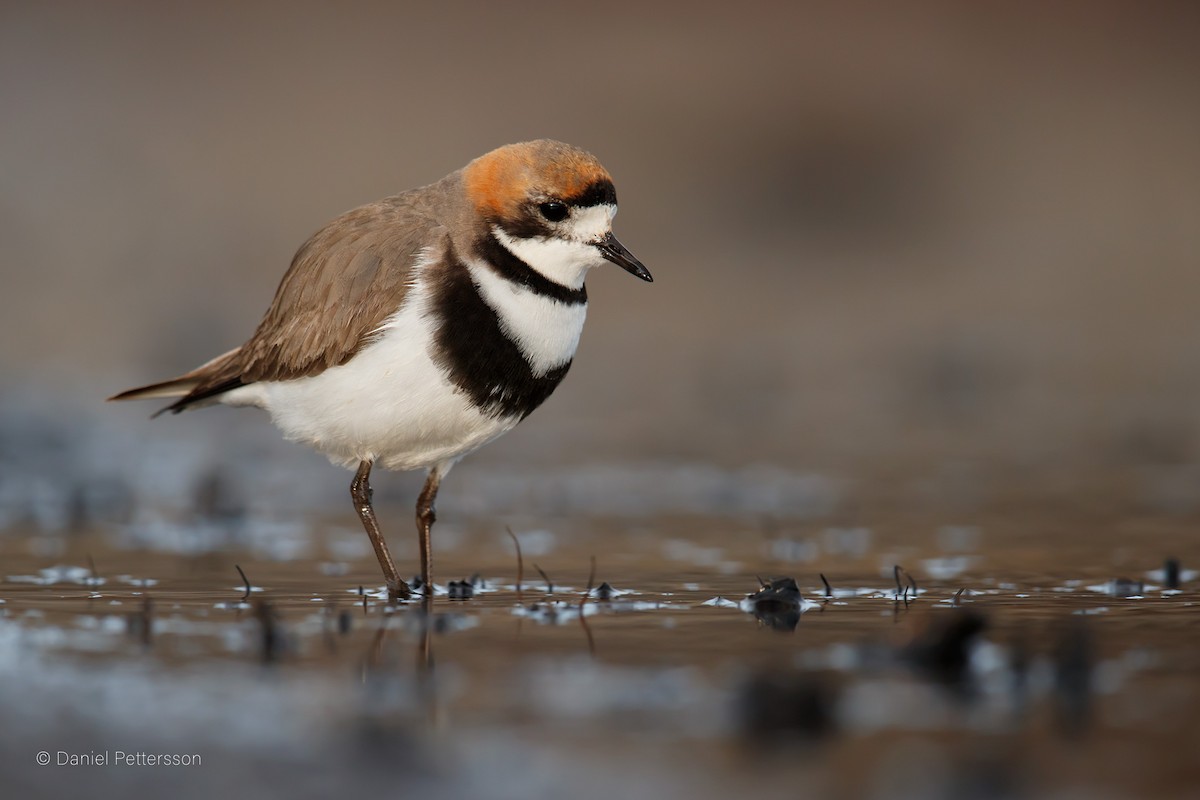 Two-banded Plover - Daniel Pettersson