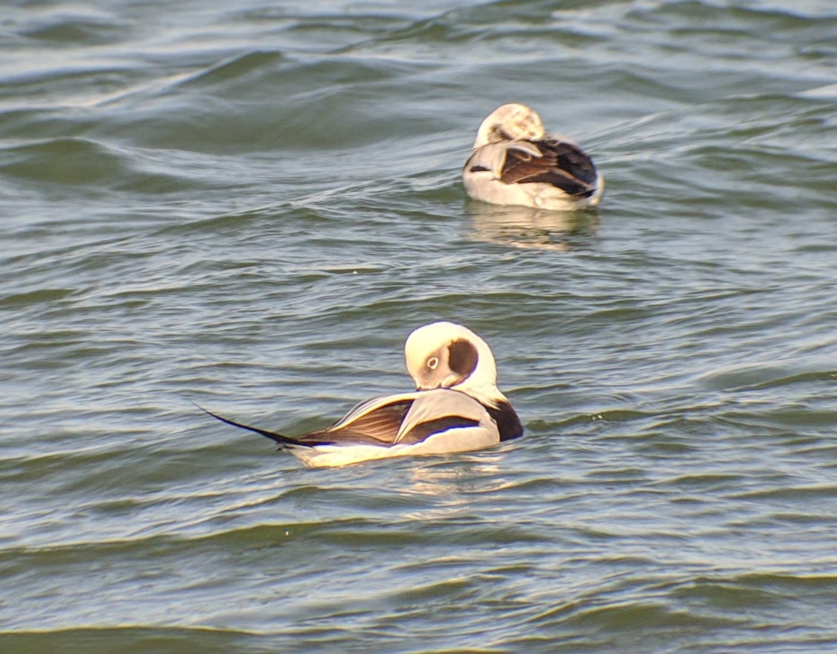 Long-tailed Duck - ML144656061