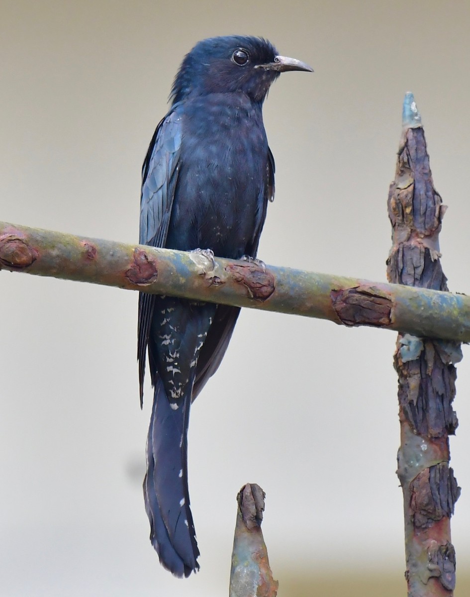 Square-tailed Drongo-Cuckoo - marcel finlay