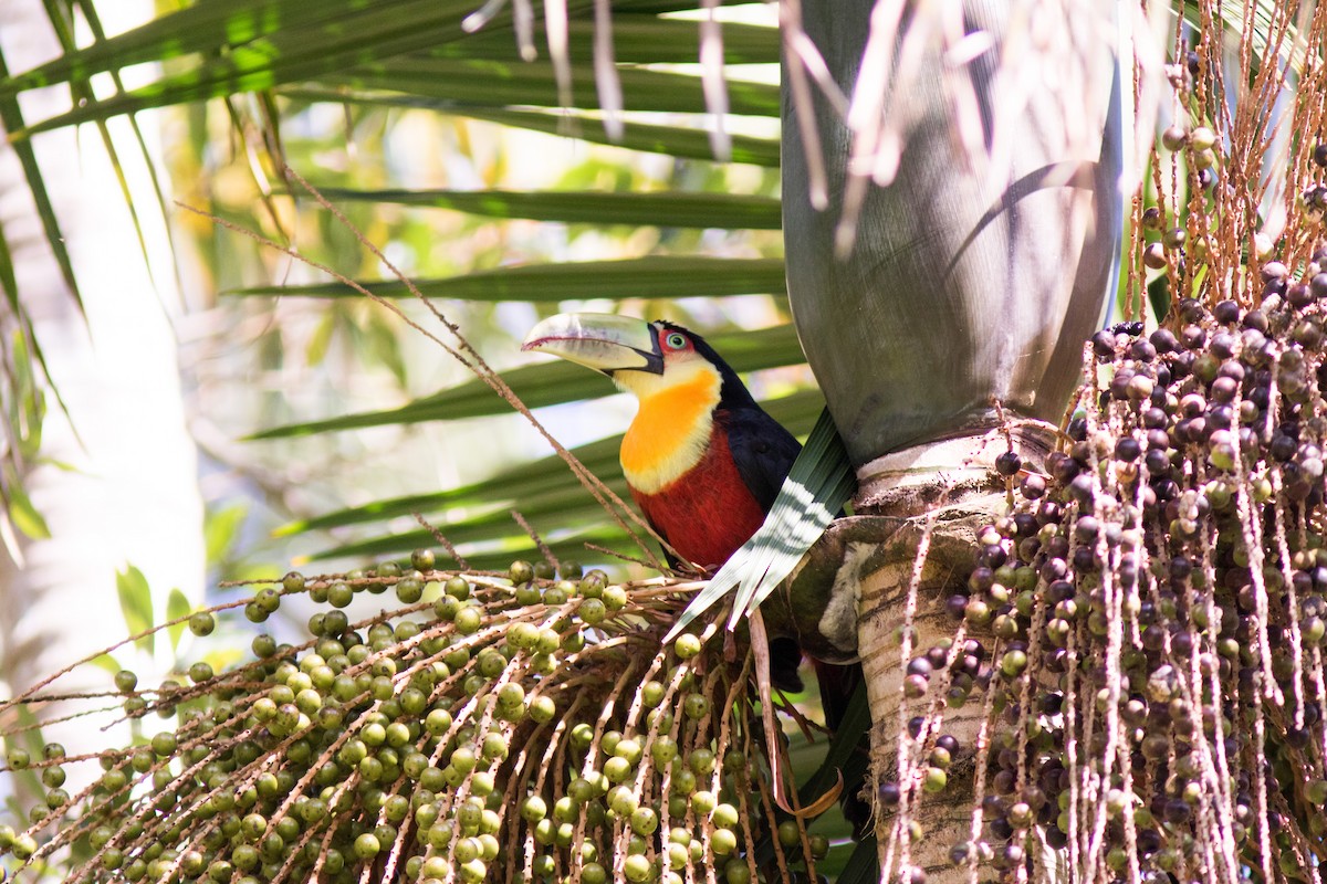 Red-breasted Toucan - ML144656221
