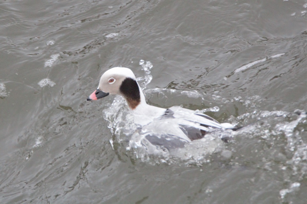 Long-tailed Duck - ML144656761