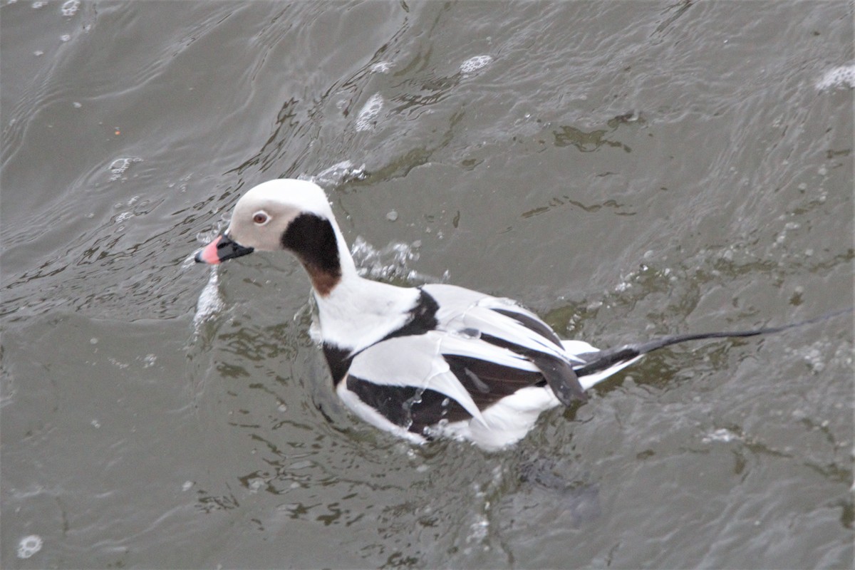 Long-tailed Duck - ML144656771