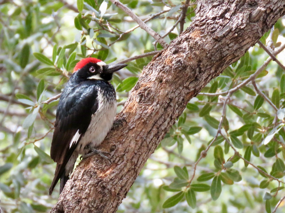 Acorn Woodpecker (Acorn) - Babs Buck