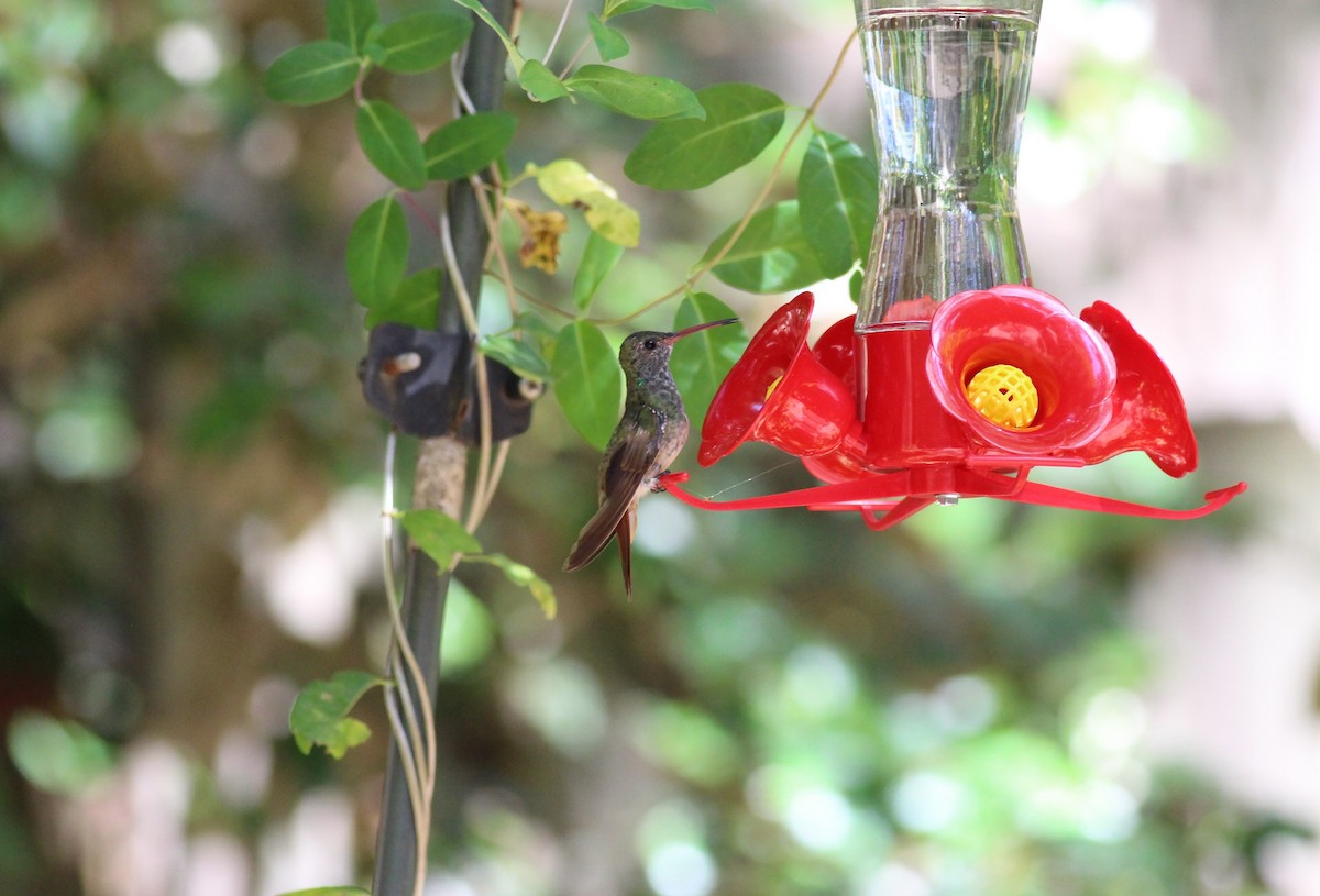 Buff-bellied Hummingbird - ML144660541