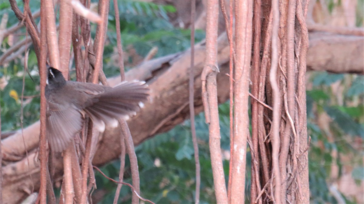 Spot-breasted Fantail - ML144662191