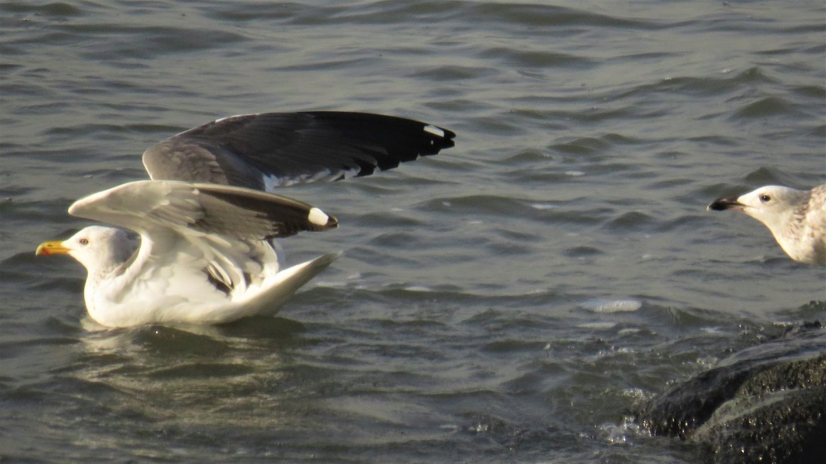 Lesser Black-backed Gull (Heuglin's) - ML144662511