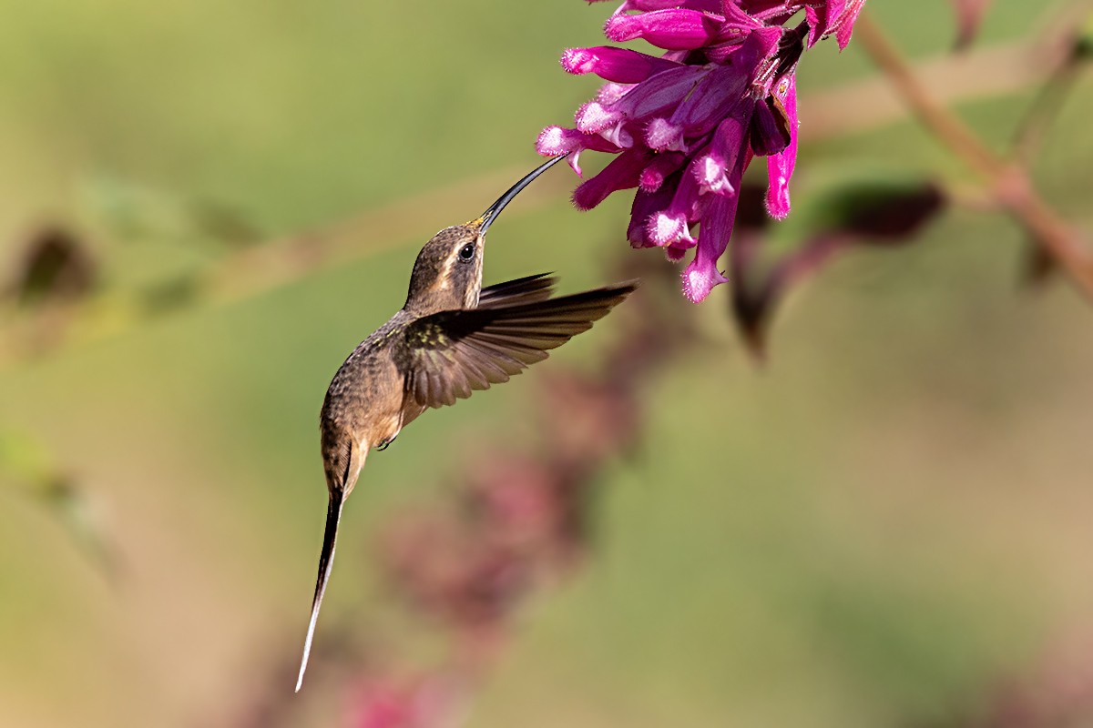 kolibřík temnohrdlý - ML144662891
