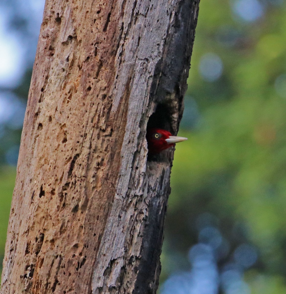 Pale-billed Woodpecker - Steve Mayes