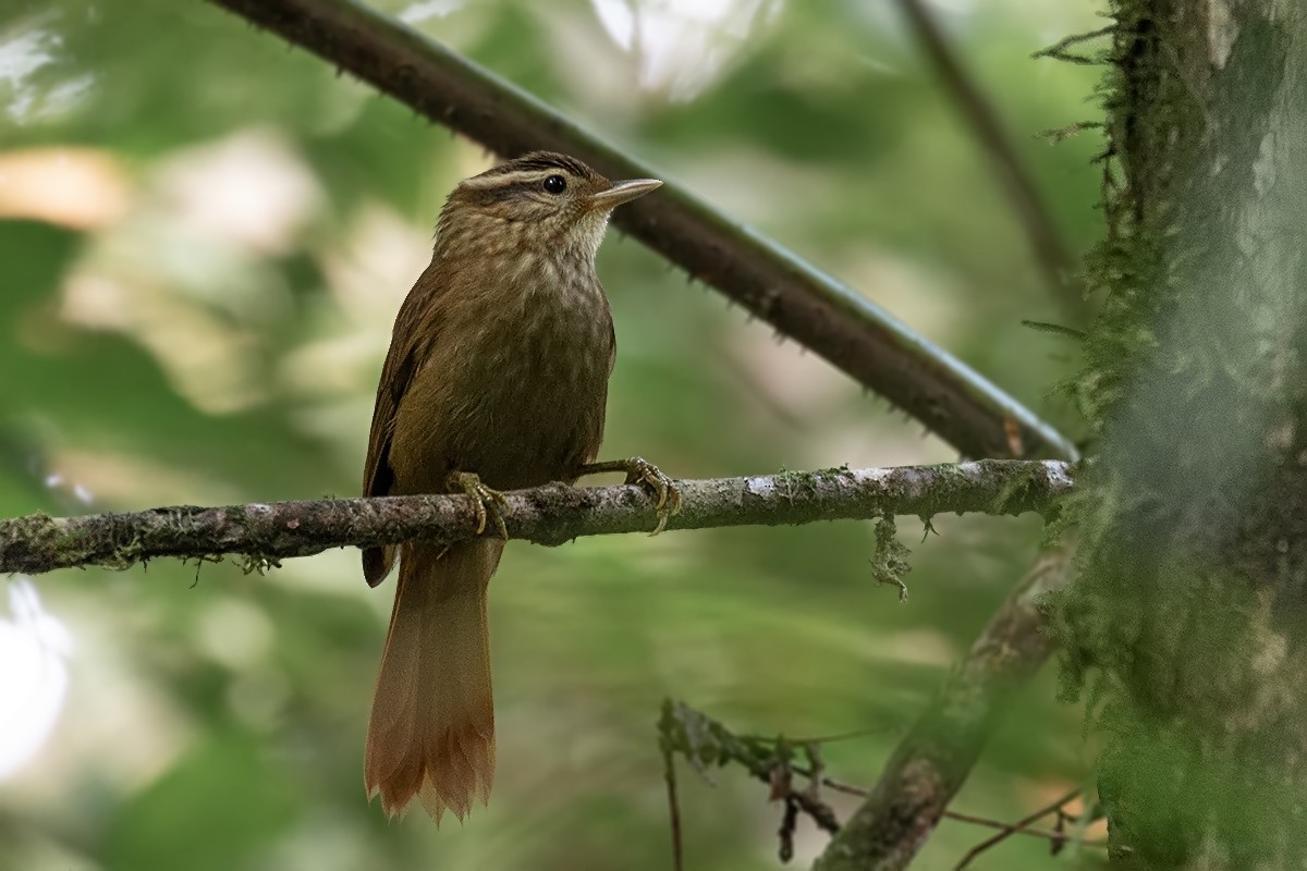 White-browed Foliage-gleaner - Alexandre Gualhanone