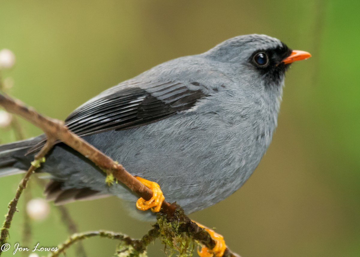 Black-faced Solitaire - ML144663461