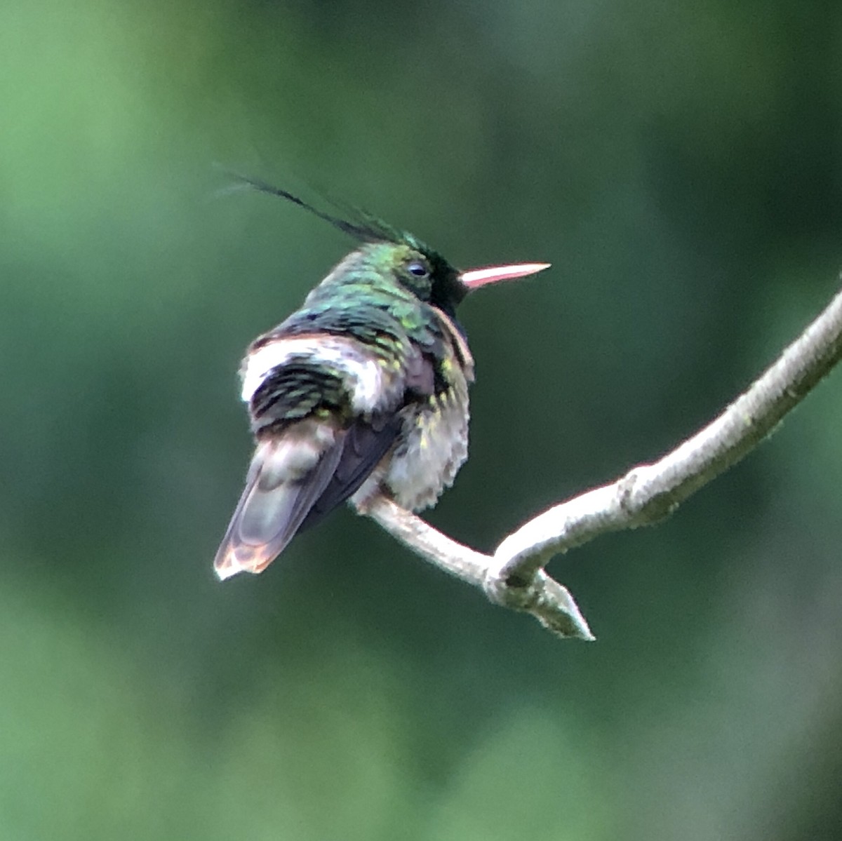 Black-crested Coquette - Andrew Guttenberg