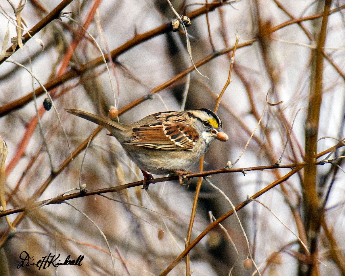 White-throated Sparrow - Daniel Kimball